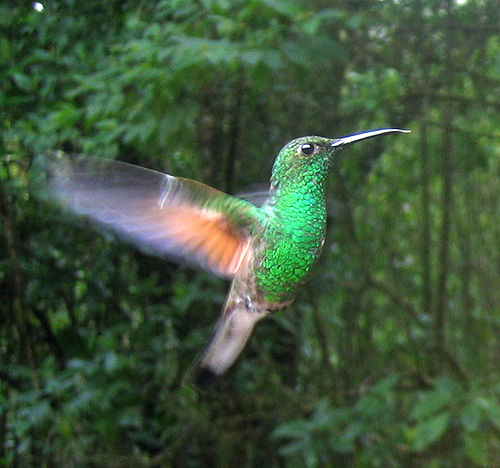 Stripe-tailed hummingbird